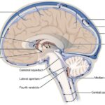 Fluid cerebrospinal csf ventricles physiology spinal flows