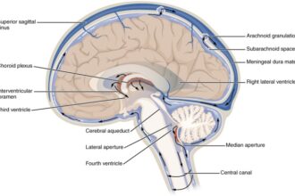 Fluid cerebrospinal csf ventricles physiology spinal flows