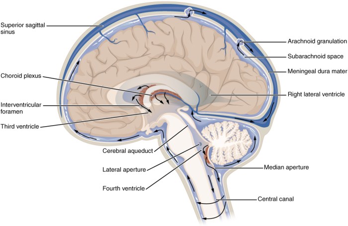 Fluid cerebrospinal csf ventricles physiology spinal flows