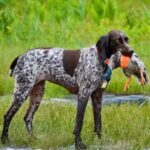 Pointer danish old dog english breeds breed perros wallpaper caza bird dogs denmark field dansk gammel pointing pointers small chicken