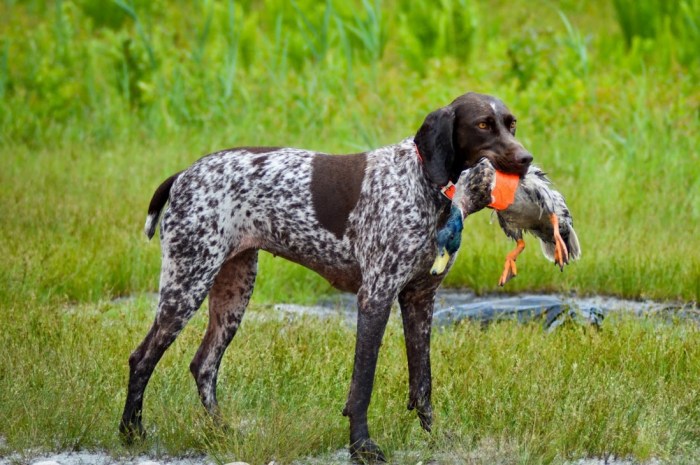 Pointer danish old dog english breeds breed perros wallpaper caza bird dogs denmark field dansk gammel pointing pointers small chicken