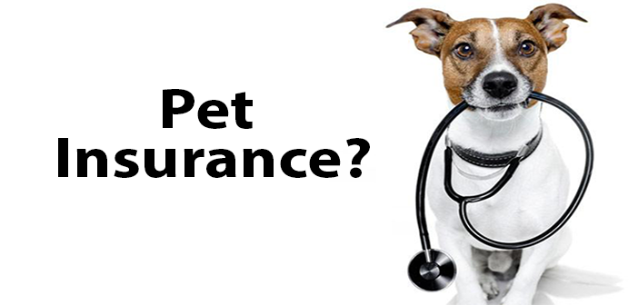 Pet insurance united states