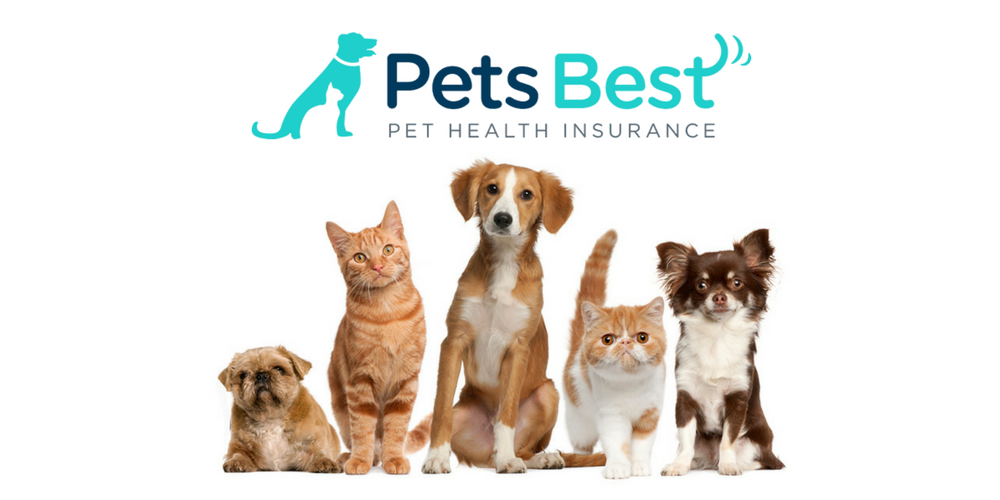 Best pet insurance in washington state