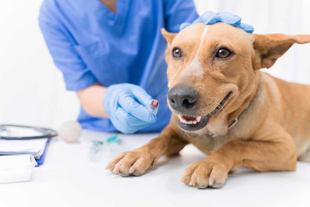 Best pet insurance in washington state