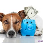 Washington state pet insurance