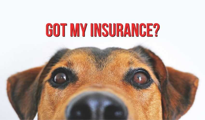 Dog insurance washington state