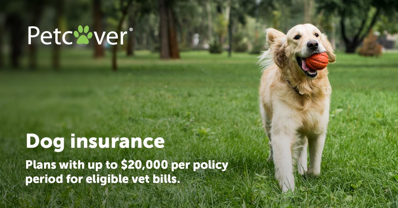 Dog insurance washington state