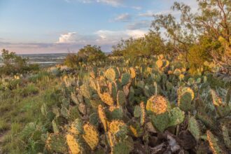 Cactus state insurance